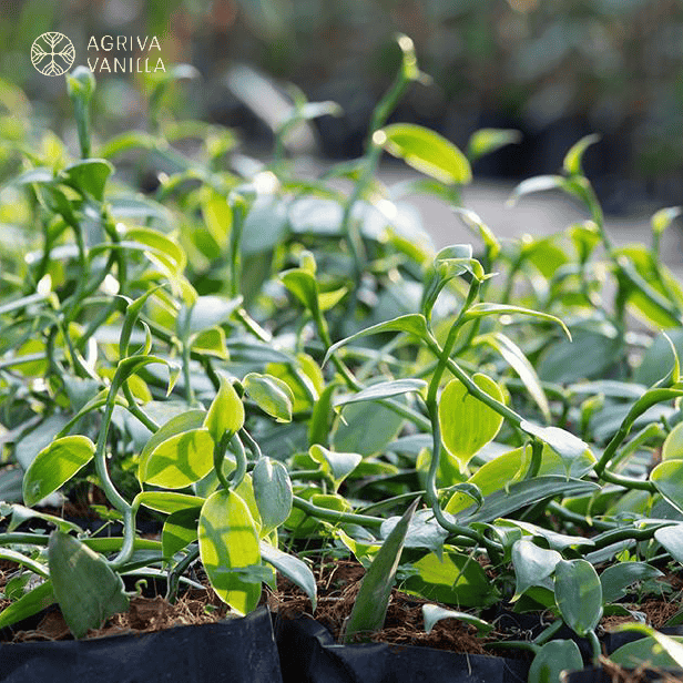 Vanilla from Agriva